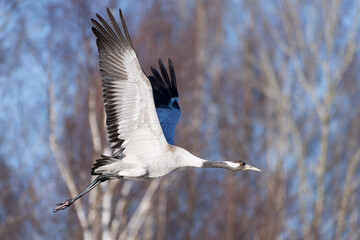 Common crane (Eurasian crane) flying in the leafless forest with birch trees visible on the background beginning of May on sunny evening in Western Finland.