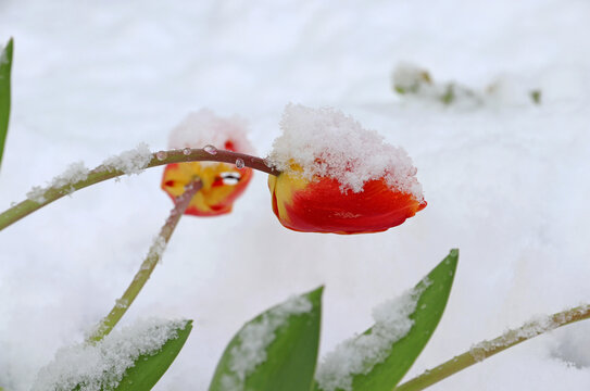 Tulpenblüten mit Schneeflocken. Kaltes Wetter mit Schnee im Frühling 