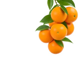 A cluster of ripe oranges with green leaves on a branch against a white background