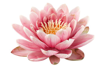 pink lotus
isolated on white background