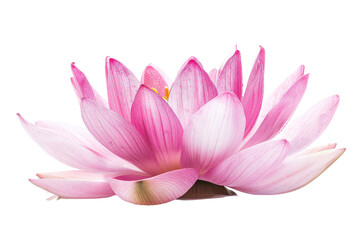 pink lotus
isolated on white background