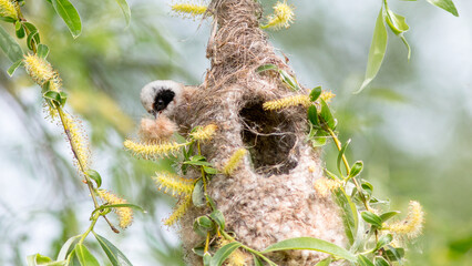 Naklejka premium bird in the nest