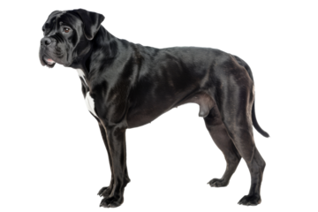 Cane corso dog standing isolated on transparent background