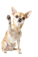 Chihuahua dog giving high five isolated on transparent background