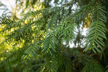 Сonifer tree rowing in the botanical garden in Italy. Close up shot, bokeh of sun rays, no people,...
