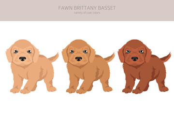 Fawn brittany basset puppy clipart. Basset fauve de bretagne. Different coat colors and poses set - 788567399