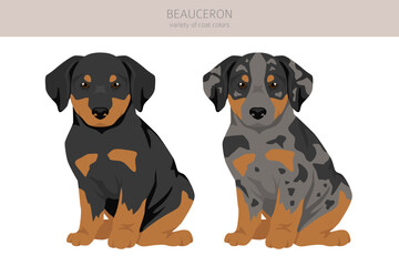 Beauceron dog, French shepherd puppy clipart. All coat colors set.  Different position. All dog breeds characteristics infographic - 788567503