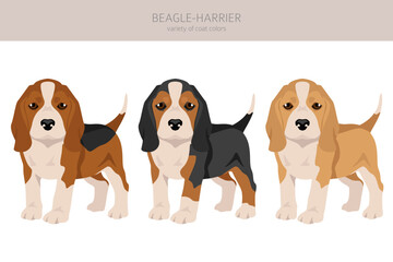 Beagle Harrier  all colours puppy clipart. Different coat colors and poses set - 788567505
