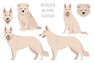 Berger Blanc Suisse clipart. Different coat colors and poses set - 788567513