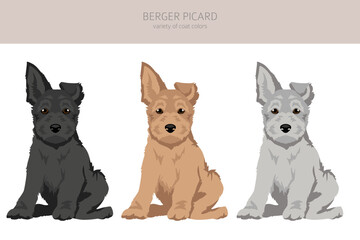 Berger picard puppy clipart. Different coat colors and poses set - 788567532