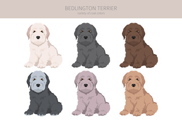 Bedlington terrier puppy clipart. Different coat colors and poses set - 788567533