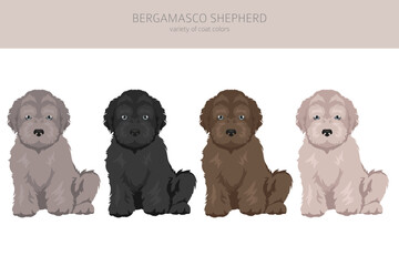 Bergamasco shepherd puppy clipart. Different coat colors and poses set - 788567535