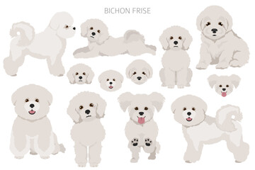Bichon frise clipart. Different coat colors and poses set - 788567558