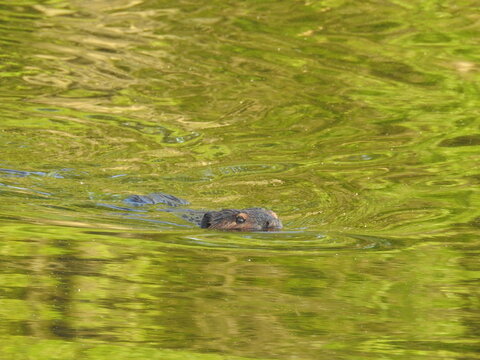 A beaver swimming in the wetland waters of the Bombay Hook National Wildlife Refuge, Kent County, Delaware.