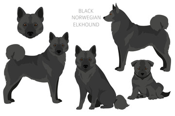 Black norwegian elkhound clipart. Different coat colors and poses set - 788567714