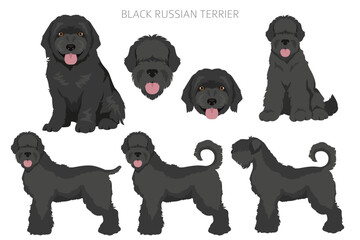 Black russian terrier clipart. Different coat colors and poses set