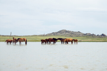 free grazing mares with foals and pregnant mares in ranch. herd of horses drink water and cool off in pond on hot summer day. horses with foals - obrazy, fototapety, plakaty