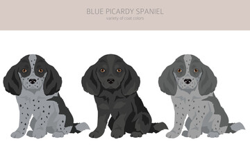 Blue Picardy Spaniel puppy clipart. Different coat colors and poses set - 788567754