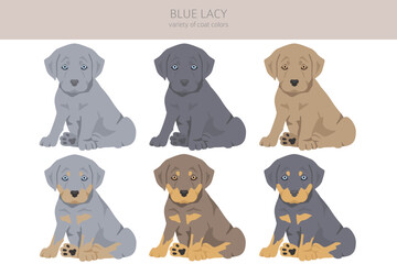 Blue Lacy puppy clipart. Different coat colors and poses set - 788567787