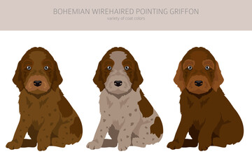 Bohemian wirehaired Pointing Griffon puppy clipart. Different coat colors and poses set - 788567904