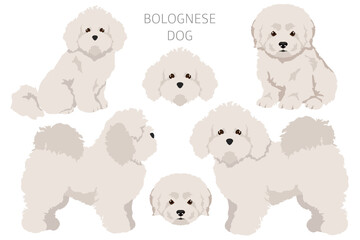Bolognese dog clipart. Different coat colors and poses set - 788567913
