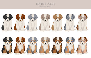 Border collie puppies clipart. All coat colors set.  All dog breeds characteristics infographic - 788567929