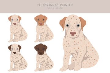 Bourbonnais pointer puppy clipart. Different coat colors and poses set - 788567971