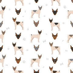 Brazilian terrier seamless pattern. Different coat colors and poses set - 788568112