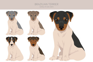 Brazilian terrier puppy clipart. Different coat colors and poses set - 788568115
