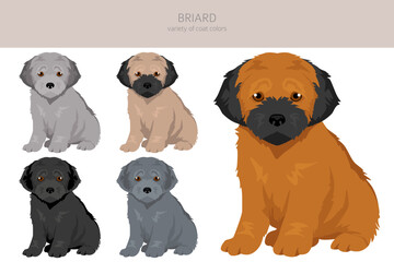 Briard dog puppy clipart. All coat colors set.  Different position. All dog breeds characteristics infographic - 788568129