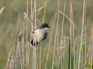 Eastern kingbird perched on a wetland reed within the Bombay Hook National Wildlife Refuge, Kent...