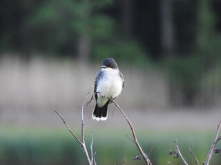 Eastern kingbird perched on branch at the Bombay Hook National Wildlife Refuge, Kent County,...