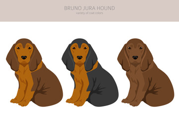 Bruno Jura hound puppy clipart. Different coat colors and poses set - 788568180