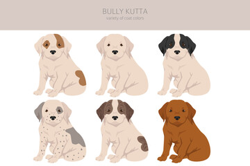Bully Kutta puppy clipart. Different coat colors and poses set - 788568314