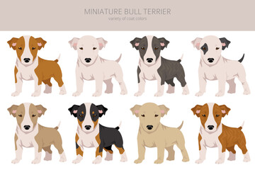 Obraz na płótnie Canvas Miniature bull terrier puppy clipart. Different poses, coat colors set