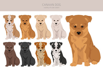 Canaan dog puppy clipart. Different poses, coat colors set - 788568355