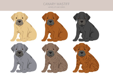 Canary mastiff puppy clipart. Different poses, coat colors set