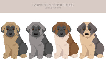 Carpathian shepherd dog puppy clipart. Different poses, coat colors set