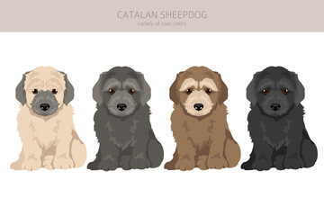 Catalan Sheepdog puppy clipart. Different poses, coat colors set