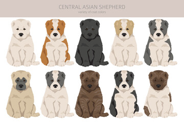 Central asian shepherd puppy clipart. Different poses, coat colors set - 788568568