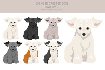 Chinese crested dog coated variety puppy clipart. Different poses, coat colors set - 788568596