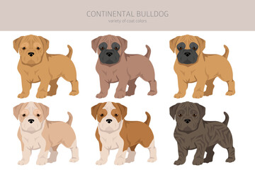Continental Bulldog puppy clipart. Different poses, coat colors set - 788568741