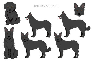 Croatian sheepdog clipart. Different poses, coat colors set - 788568786