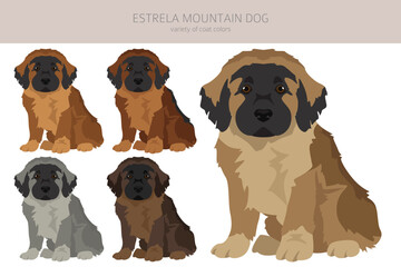 Estrela mountain dog puppy clipart. Different poses, coat colors set