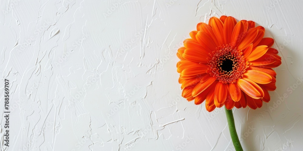 Poster A vibrant orange flower resting on a clean white wall. Perfect for adding a pop of color to any design