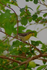 bird on a branch