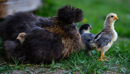 Hen with baby chicks.