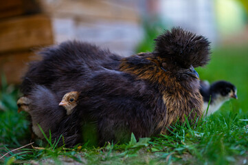 Hen with baby chicks.
