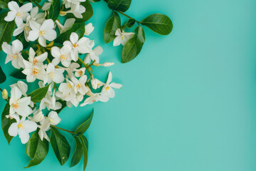 Serene White Jasmine Flowers on Pastel Blue Background