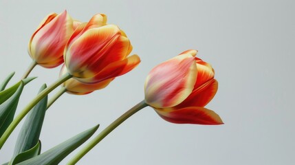 Two vibrant tulips in a decorative vase, perfect for spring themes